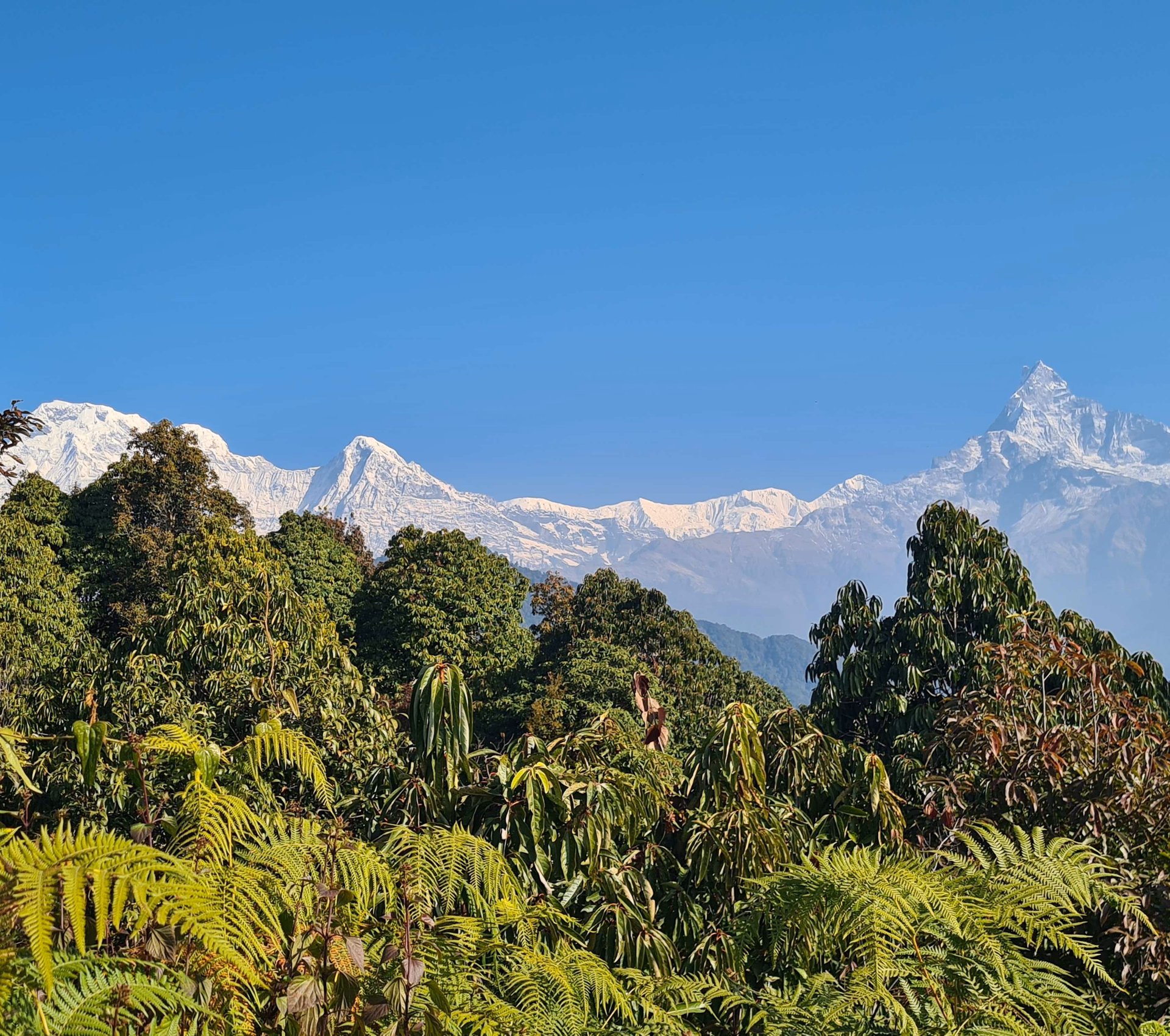 mountain-view-and-greenery.avif
