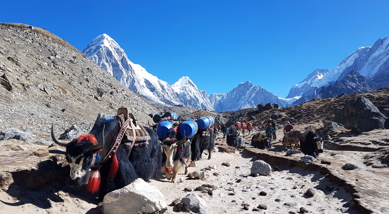 yaks-heading-down-from-ebc.avif